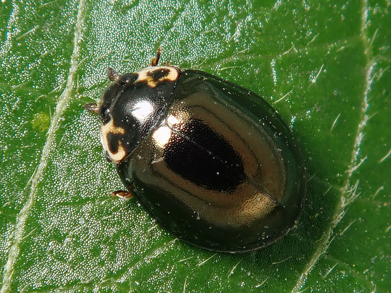 Coccinellidae da identificare: Oenopia impustulata!